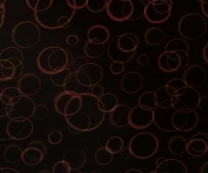 2548 DARK RING